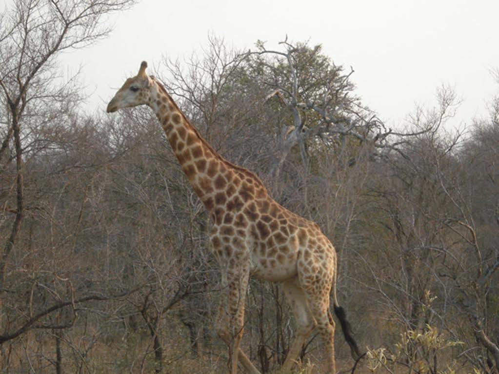Maduma Boma Game Conservancy Hoedspruit Bagian luar foto